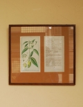 1930年代のアンティーク 額絵