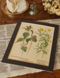 1960年代のアンティーク 植物画