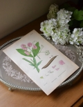 1940年代のアンティーク 絵画（ピンク）