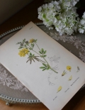 1940年代のアンティーク 絵画（イエロー）