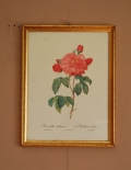 1940年代のアンティーク 絵画（バラ）