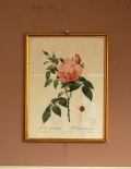 1940年代のアンティーク 絵画（ピンク）