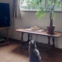 コーヒーテーブル