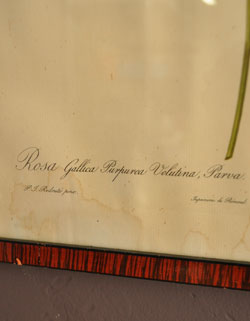 m-1041-z アンティークフレームのバラの名前