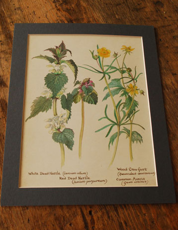 1960年代のアンティーク 植物画(m-231-z)｜アンティーク雑貨