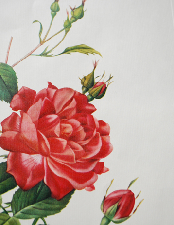 m-362-z アンティークの植物画