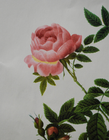 m-363-z アンティークの植物画