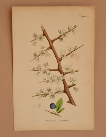 m-443-z アンティークの植物画