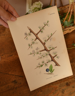 m-443-z アンティークの植物画