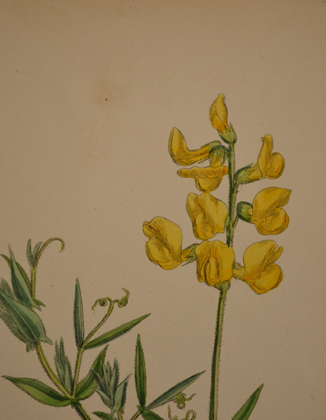 m-444-z アンティークの植物画