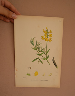 m-444-z アンティークの植物画