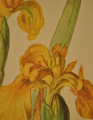 m-831-z アンティークの植物画