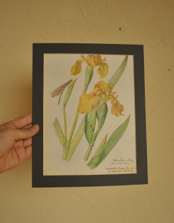m-831-z アンティークの植物画