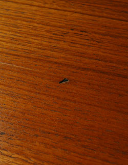 TVボードにおススメ！G-PLANを代表するアンティークサイドボード（シエラ）