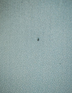 贅沢なほどのたっぷり装飾が美しいアンティーク キャビネット（飾り棚）